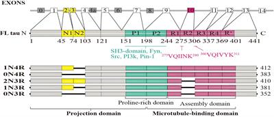 Possible Mechanisms of Tau Spread and Toxicity in Alzheimer’s Disease